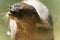 Portrait of a Giant otter animal with blur background