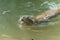 Portrait of a Giant otter animal swimming in the pond water with sunlight