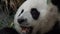 Portrait of giant panda ailuropoda melanoleuca eating bamboo