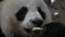 Portrait of Giant Panda Ailuropoda melanoleuca Eating Bamboo