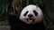 Portrait of Giant Panda Ailuropoda melanoleuca Eating Bamboo