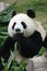Portrait of giant panda bear eating bamboo