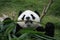 Portrait of giant panda bear eating bamboo