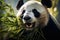Portrait of giant panda bear eating bamboo in the zoo, Face of a panda chewing on bamboo, AI Generated