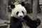 Portrait of a giant panda bear female eating bamboo