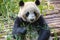 Portrait of a giant panda eating bamboo . .
