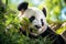 Portrait of a giant panda eating bamboo in the forest