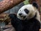 Portrait of giant panda eating bamboo, side view.