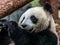 Portrait of giant panda eating bamboo, side view.