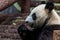 Portrait of giant panda eating bamboo, side view.