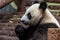 Portrait of giant panda eating bamboo, side view.