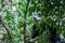 Portrait of giant panda hiding behind the tree, front view. Cute animals of China.