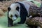 Portrait of giant panda walking around aviary, front view. Cute animals of China.