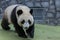 Portrait of giant panda walking around aviary, front view. Cute animals of China.