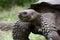 Portrait of giant tortoises. The Galapagos Islands. Pacific Ocean. Ecuador.