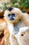 Portrait of gibbon on the blurred background.