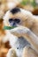 Portrait of gibbon on the blurred background.