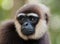 Portrait of Gibbon. Close-up. Indonesia. The island of Kalimantan Borneo.