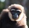 Portrait of Gibbon. Close-up. Indonesia. The island of Kalimantan Borneo.