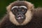 Portrait of Gibbon. Close-up. Indonesia. The island of Kalimantan Borneo.