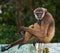 Portrait of Gibbon. Close-up. Indonesia. The island of Kalimantan Borneo.