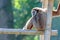 Portrait of a gibbon monkey