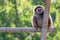 Portrait of a gibbon monkey