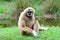 Portrait gibbon siting on green grass have water background