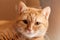 Portrait ginger cat