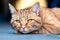 Portrait of ginger cat with cute face and long whiskers resting on its paws