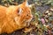 Portrait of ginger cat hunting outdoors in autumn