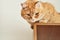 Portrait of ginger cat with an indignant expressive look, close-up, selective focus. Cat sits on the rack and looks down