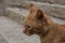 portrait of a ginger cat in profile against the background of the steps of an old stone staircase in Jerusalem