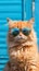 Portrait of a ginger cat wearing sunglasses on a blue background.