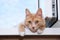 Portrait of a ginger cat on windowsill lying on a background of sky with clouds