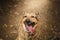 Portrait of a ginger dog on a brown background