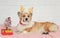portrait of ginger puppy dog Corgi lying in Christmas reindeer antlers next to gift box and fir tree