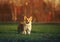 Portrait of a ginger puppy dog Corgi stands on the green grass on a Sunny spring day in a meadow in the village and cute smiling