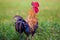 Portrait of ginger with red comb in the village on blurry green background. Horizontal photo.