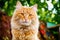 Portrait of ginger tabby cat outside.