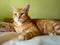 Portrait of ginger tabby cat resting indoor