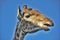 Portrait giraffe