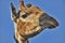 Portrait giraffe