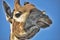 Portrait giraffe