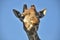 Portrait giraffe