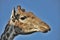 Portrait giraffe