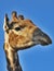 Portrait giraffe