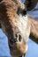 Portrait of a giraffe against the blue sky