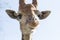 Portrait of a giraffe against the blue sky