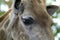 Portrait of a giraffe close-up